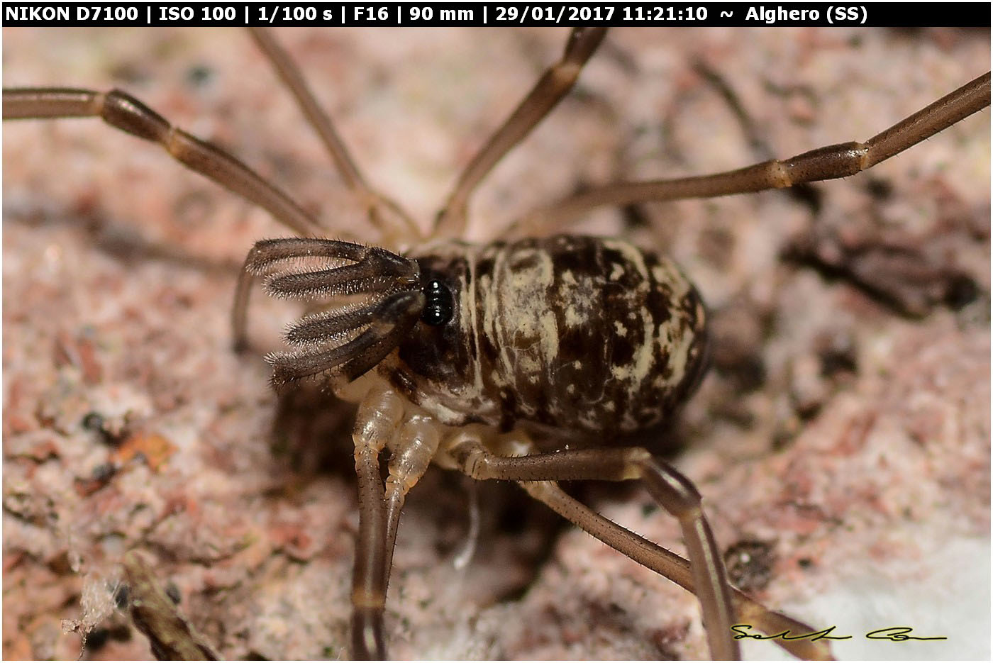 Dicranopalpus sp. (Doleschall 1852) (Phalangiidae)